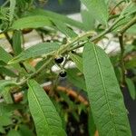 Solanum ensifolium 果実