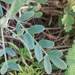 Astragalus vesicarius Blad