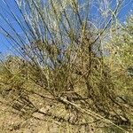 Retama monosperma 葉
