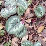 Cyclamen coum Foglia