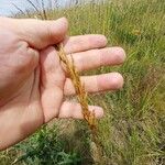 Sorghastrum nutans Flower