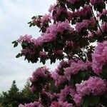 Rhododendron oreodoxa Habit