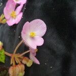 Begonia picta Агульны выгляд