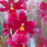 Cattleya wittigiana Flor