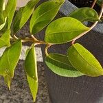 Mandevilla sanderi Leaf