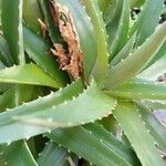 Dyckia brevifolia Лист