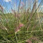 Muhlenbergia capillaris Virág