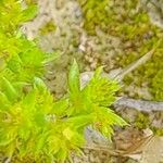 Crassula alata Hoja