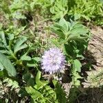 Hydrophyllum capitatum Flower