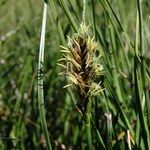 Blysmus compressus Fula
