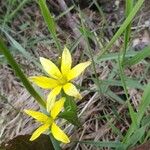 Gagea fragifera 花