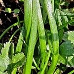 Gagea fragifera 樹皮