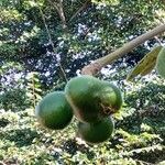 Caryocar brasiliense Fruit