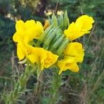 Oenothera biennis Flower