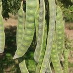 Vachellia niloticaFruit