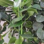 Clusia rosea Alkat (teljes növény)