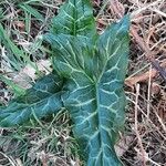 Arum italicum পাতা