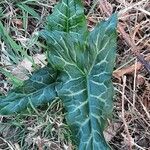 Arum italicum Liść