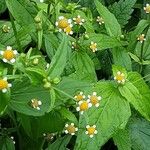 Galinsoga parviflora Fula