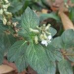 Cuphea racemosa Leaf