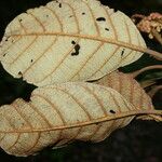 Clethra consimilis Levél