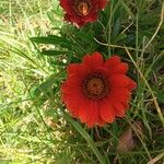 Gazania linearis Frukt