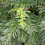 Taxus baccataFulla