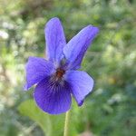 Viola odorata Flower