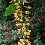 Laburnum alpinumFlower