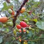 Erythroxylum macrophyllum Плод