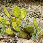 Opuntia oricola Hàbitat