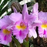 Cattleya trianae Fleur