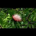 Protea caffra Flower