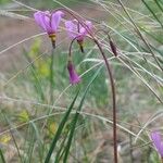 Primula pauciflora Kvet