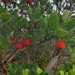 Arbutus andrachne Fruit