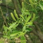 Salix pedicellata Egyéb