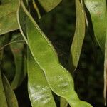 Inga marginata Fruit