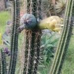 Pilosocereus leucocephalus Flower