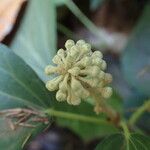 Hedera canariensis