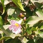 Tabebuia heterophylla Flor
