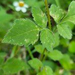 Bidens elgonensis Leaf