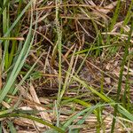 Carex flacca Flower