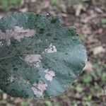 Cordia africana Leaf