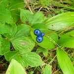 Clintonia borealis Owoc