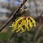 Hamamelis mollisBlomst