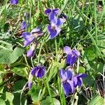 Viola suavis Flower