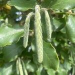Garrya elliptica Çiçek