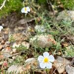 Helianthemum violaceum 花