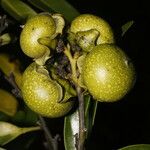 Diospyros nigra Fruto