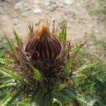 Carlina vulgaris Frukt